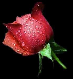 Hey, Cute Girls        Who Ever Visits My Cyber Space It's For You...!